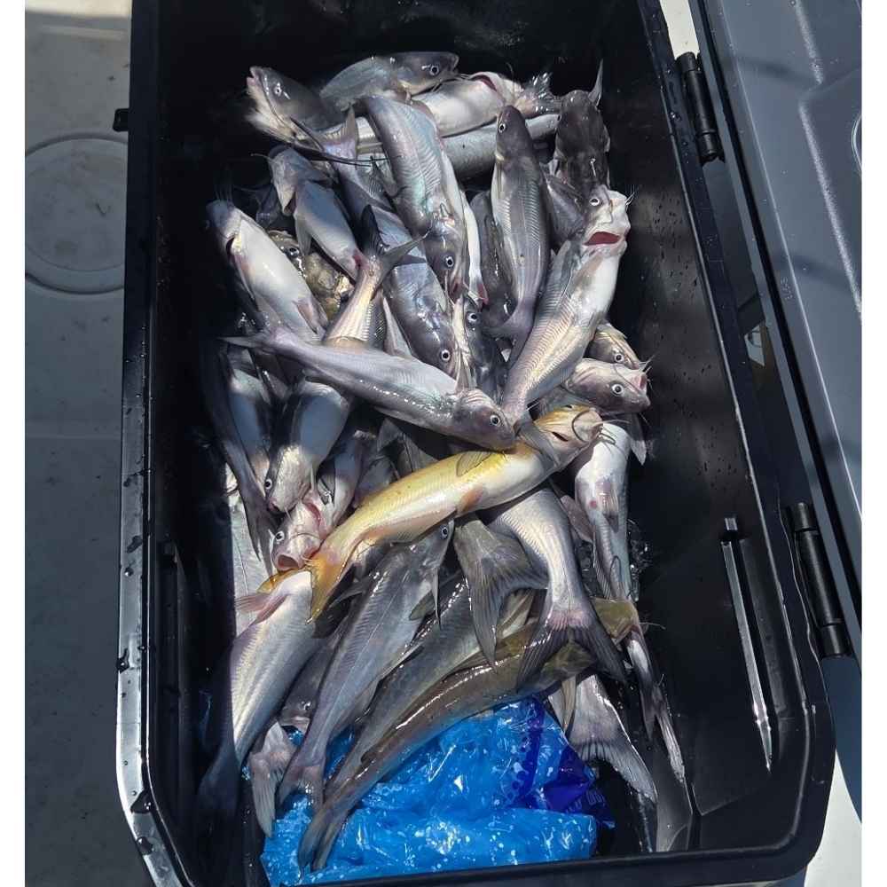 AHQ INSIDER Lake Monticello (SC) 2026 Week 29 Fishing Report - Updated July 14