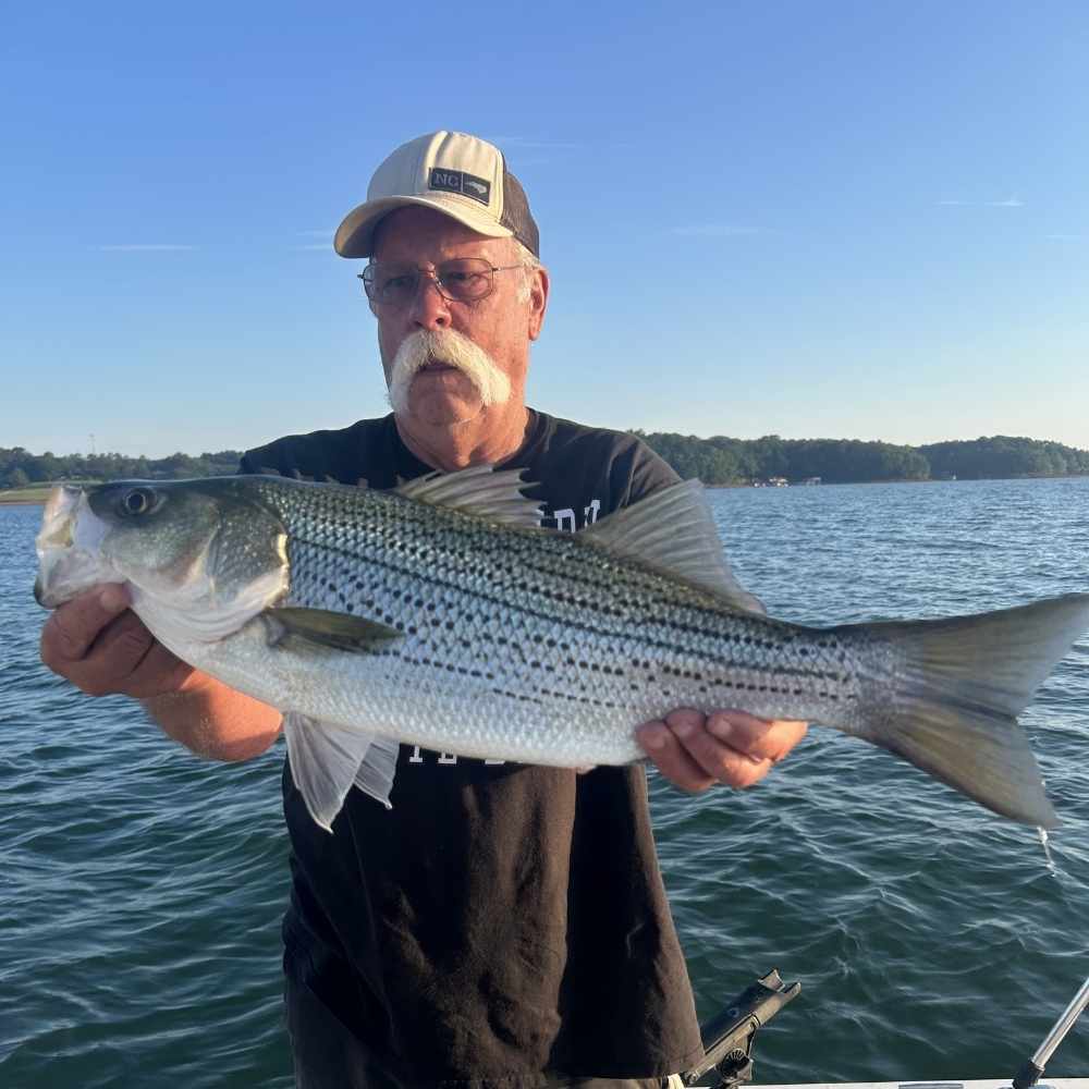 AHQ INSIDER Lake Hartwell (GA/SC) 2026 Week 30 Fishing Report – Updated July 21