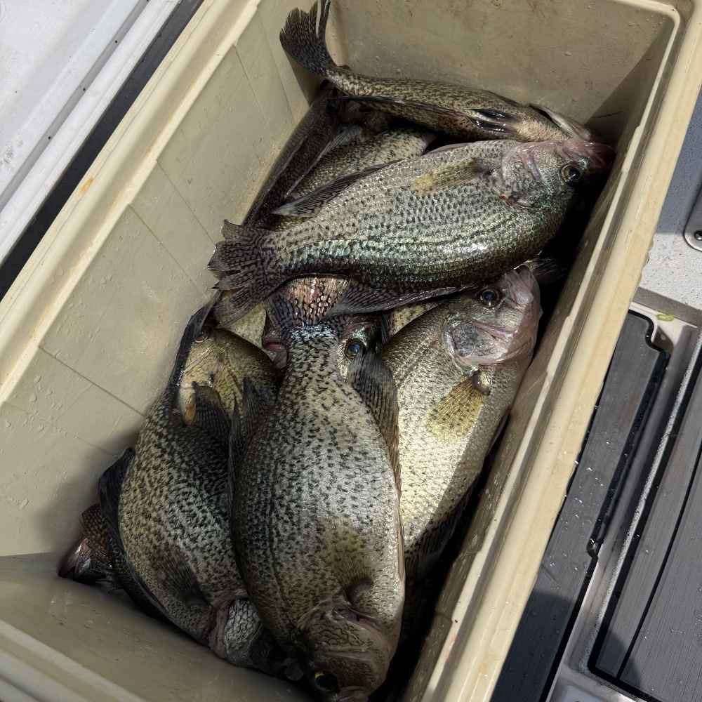 AHQ INSIDER Lake Greenwood (SC) 2026 Week 31 Fishing Report - Updated July 31