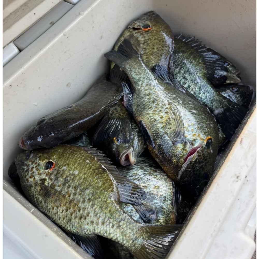 AHQ INSIDER Santee Cooper (SC) 2026 Week 32 Fishing Report - Updated August 4.