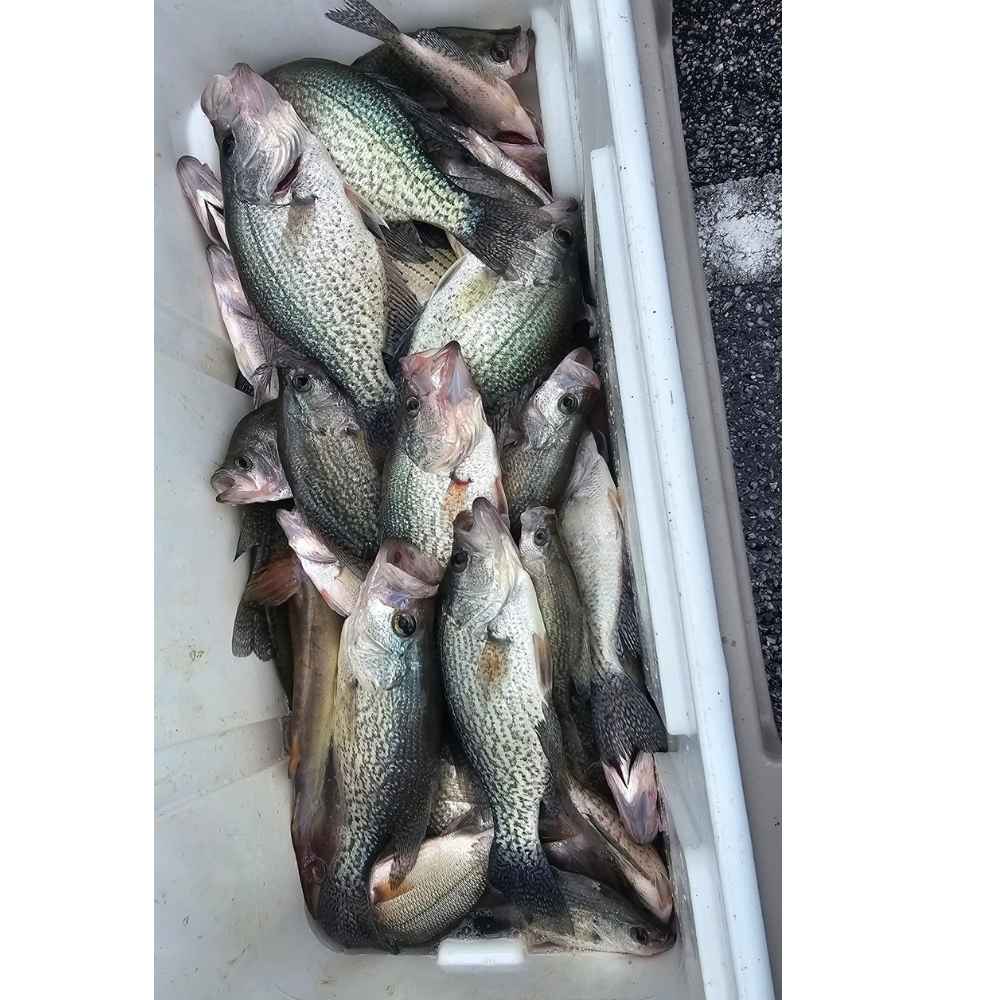 AHQ INSIDER Clarks Hill (GA/SC) 2026 Week 32 Fishing Report - Updated August 4