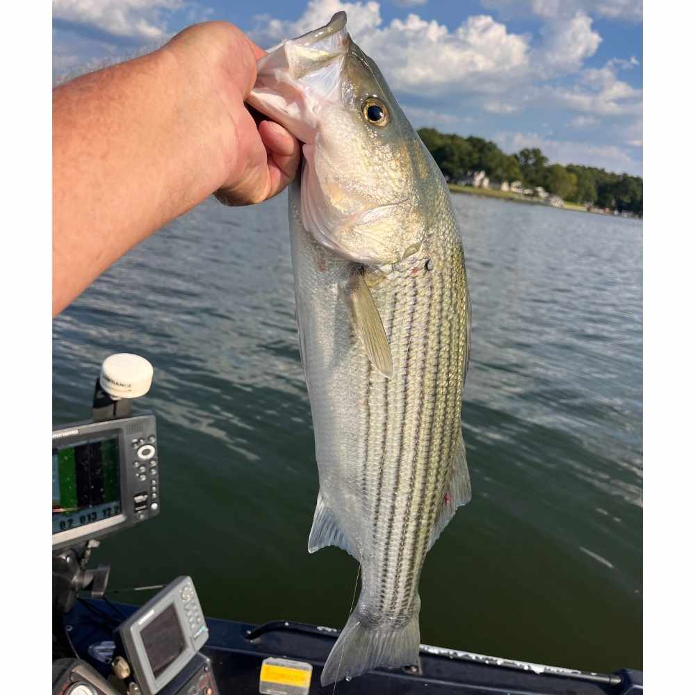 AHQ INSIDER Lake Wateree (SC) 2026 Week 36 Fishing Report - Updated September 3