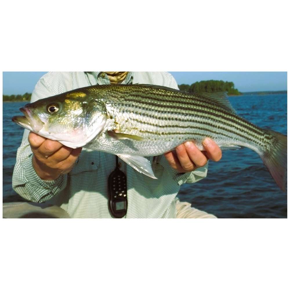 AHQ INSIDER Lake Greenwood (SC) 2026 Week 36 Fishing Report - Updated September 4