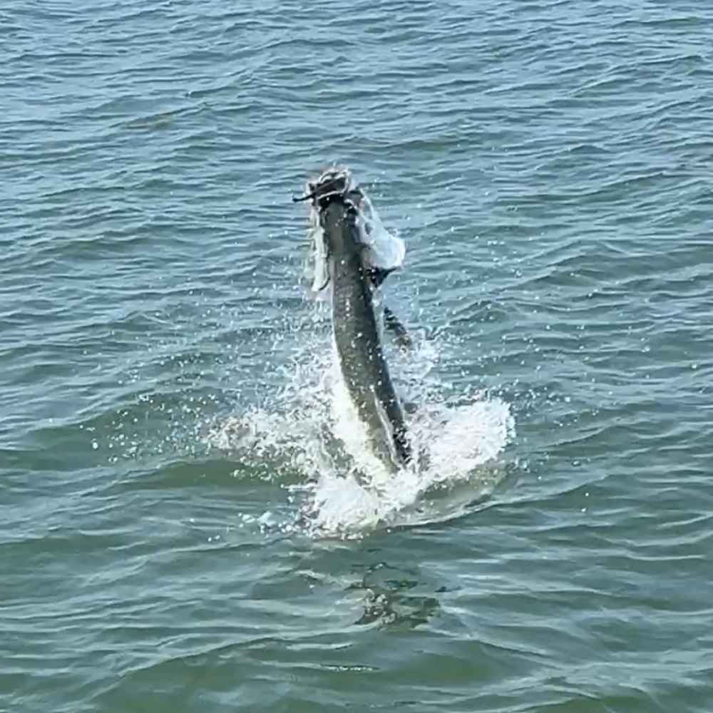AHQ INSIDER Hilton Head Island (SC) 2026 Week 37 Fishing Report - Updated September 9