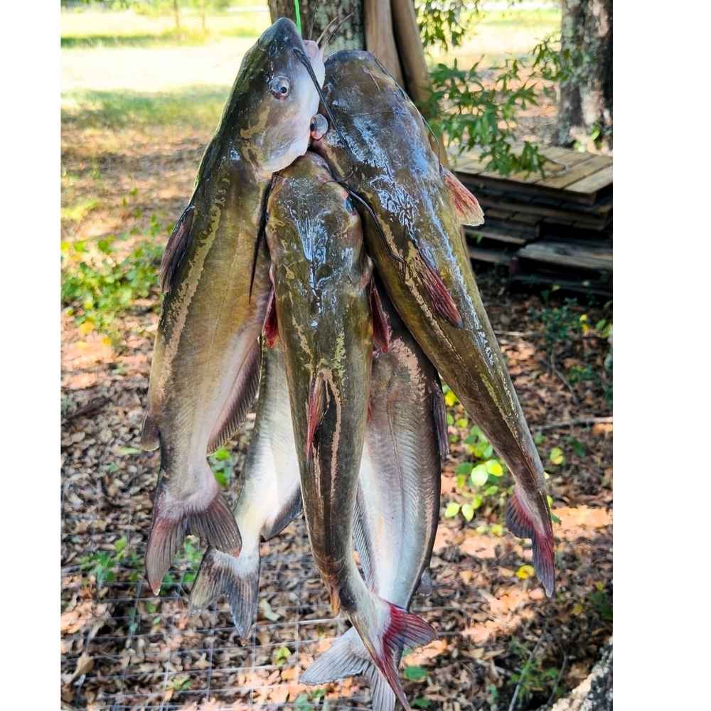 AHQ INSIDER Lake Hartwell (GA/SC) 2026 Week 38 Fishing Report – Updated September 15