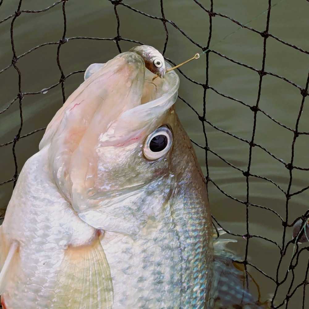 AHQ INSIDER Lake Greenwood (SC) 2026 Week 38 Fishing Report - Updated September 16