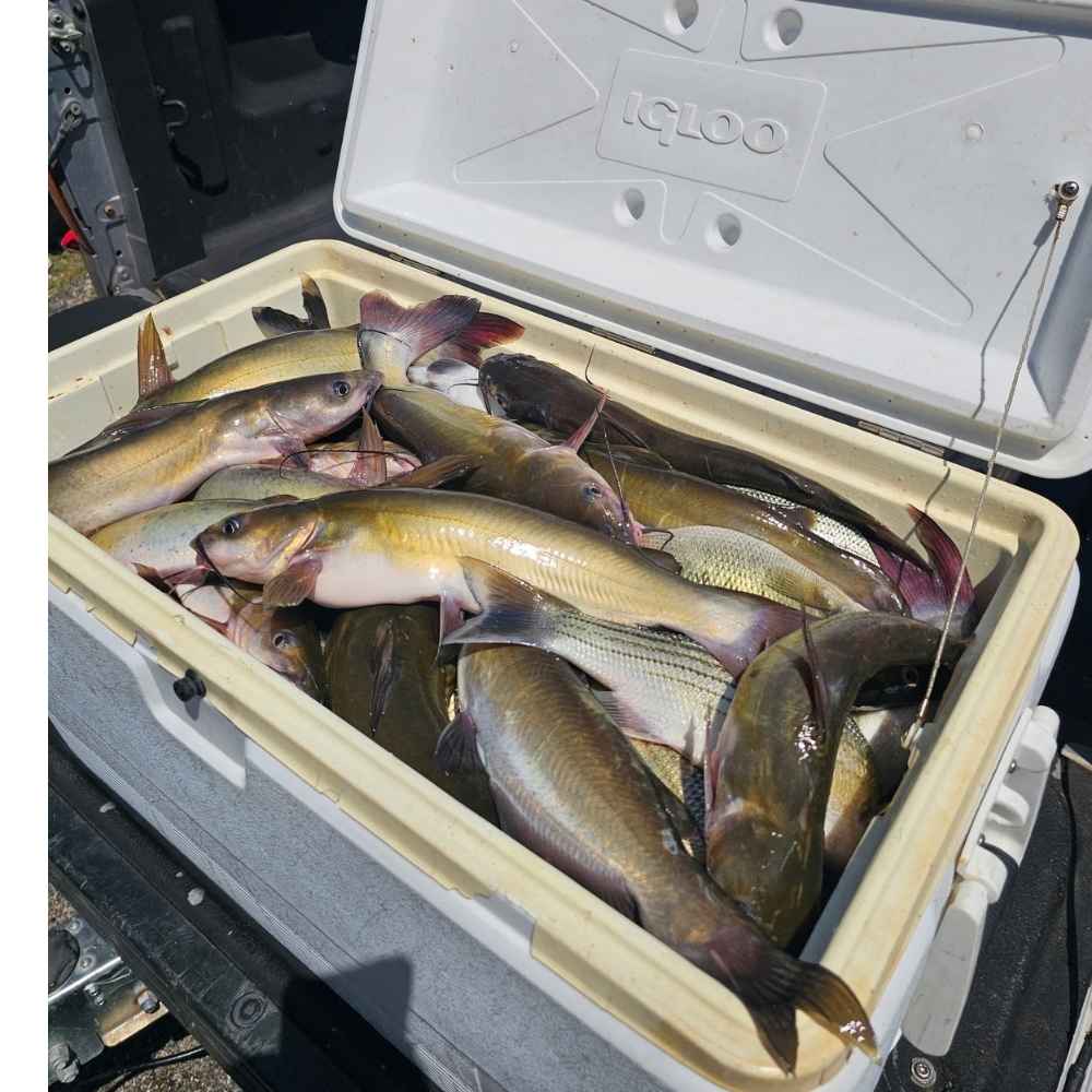 AHQ INSIDER Lake Monticello (SC) 2026 Week 41 Fishing Report - Updated October 6