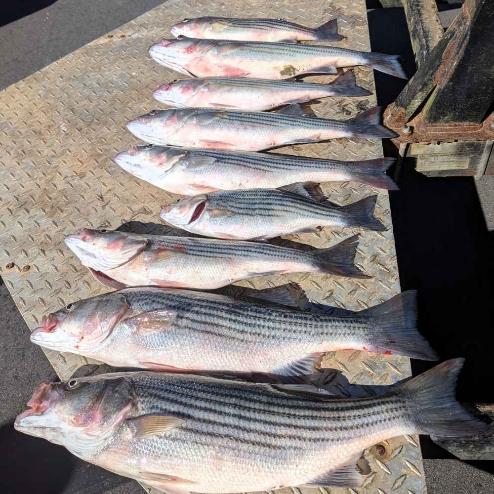 AHQ INSIDER Lake Wateree (SC) 2026 Week 41 Fishing Report - Updated October 6