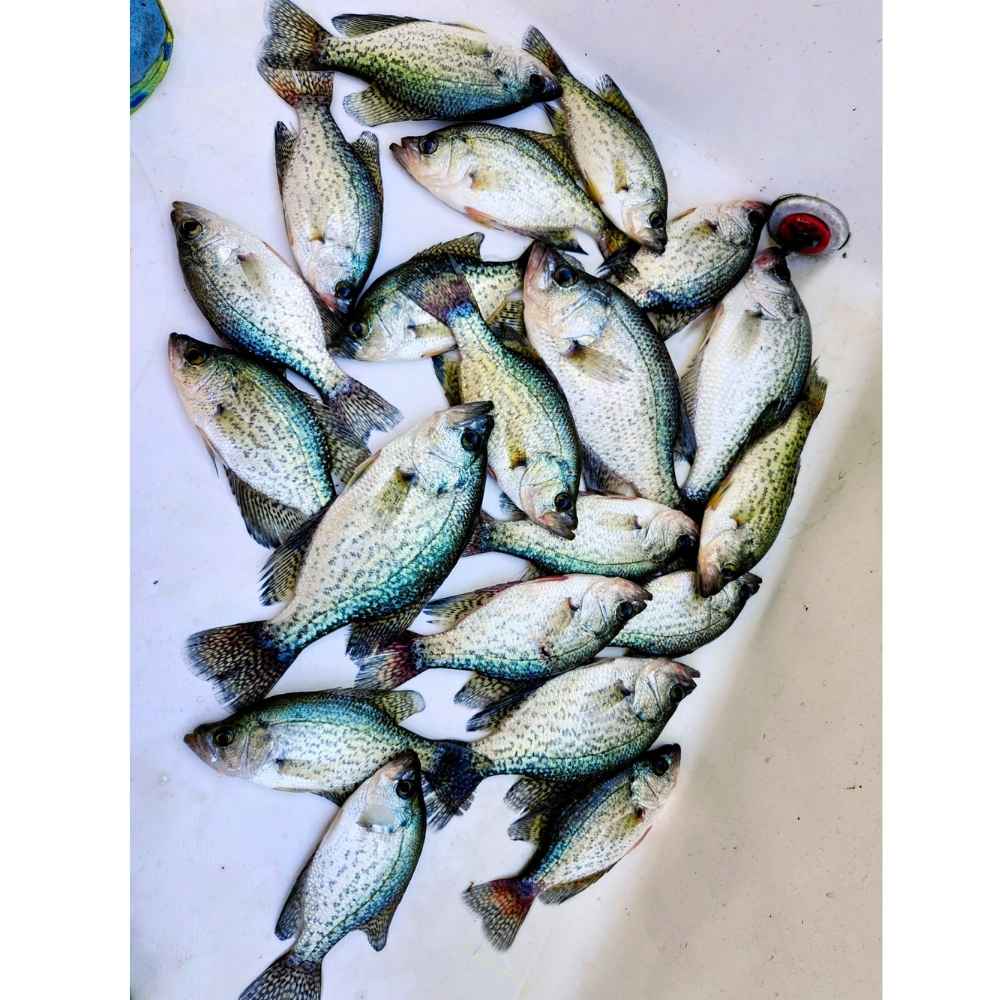 AHQ INSIDER Lake Wylie (NC/SC) 2026 Week 42 Fishing Report - Updated October 15