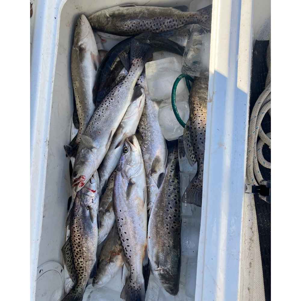 AHQ INSIDER Edisto Island (SC) 2026 Week 43 Fishing Report - Updated October 23