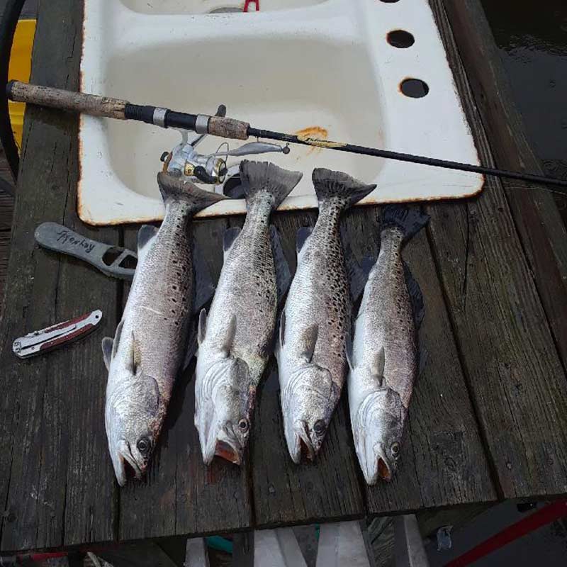 AHQ INSIDER Edisto Island (SC) Fall 2019 Fishing Report – Updated December 11