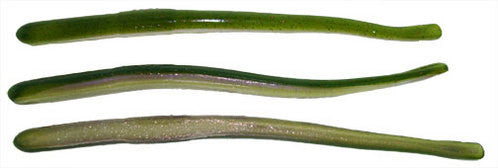 Roboworm 4.5" Straight Tail Worm (10 pack) - Angler's Headquarters